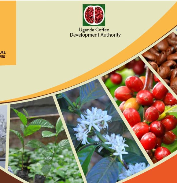 Arabica coffee/Robusta Coffee handbooks