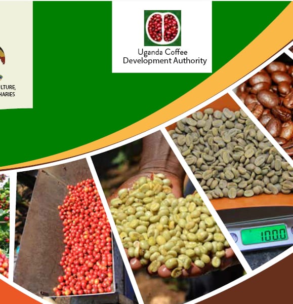 Arabica coffee/Robusta Coffee handbooks