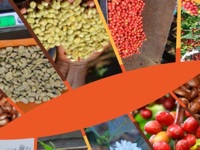 Aribica coffee/Robusta coffee handbooks