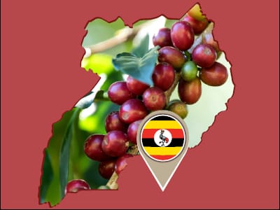Coffee Processes