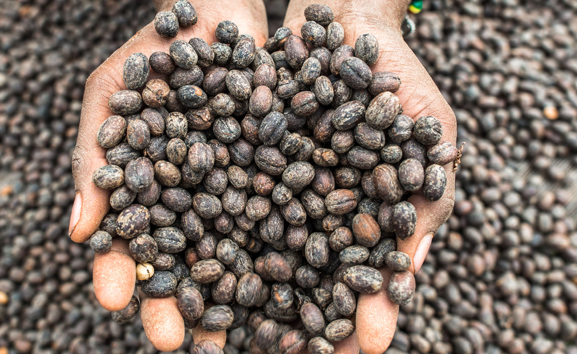 VQS Specialty Coffee Exports
