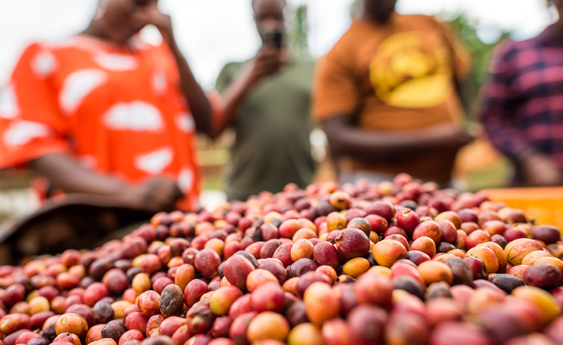 VQS Green Coffee Buyers