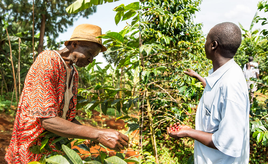 VQS Green Coffee Buyers